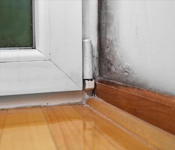 black mold damage on white wall near interior door with moisture on window