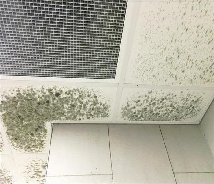 Mold on commercial ceiling
